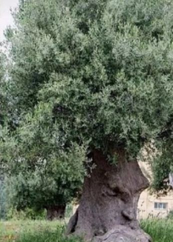 চিন্তায় মগ্ন গাছ চিন্তায় মগ্ন গাছ