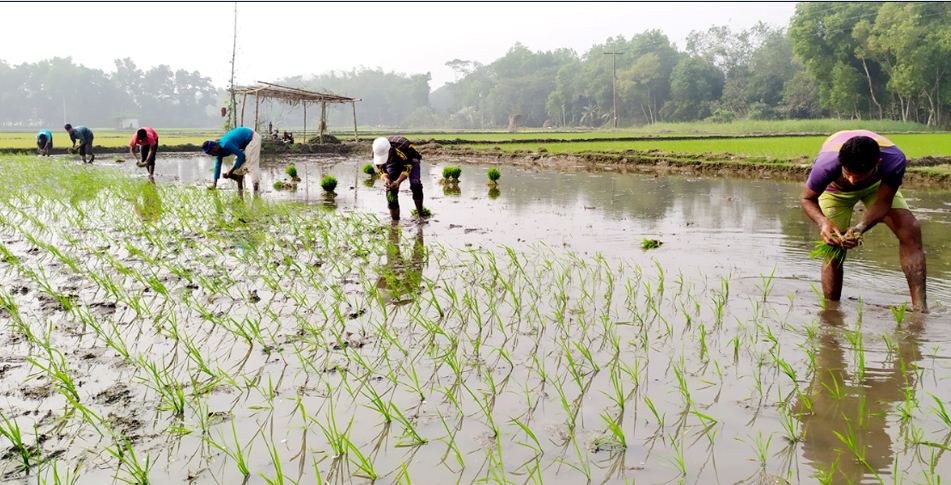 ব্রাহ্মণপাড়ায় ইরি-বোর চাষাবাদে ব্যস্ত সময় পার করছে কৃষক