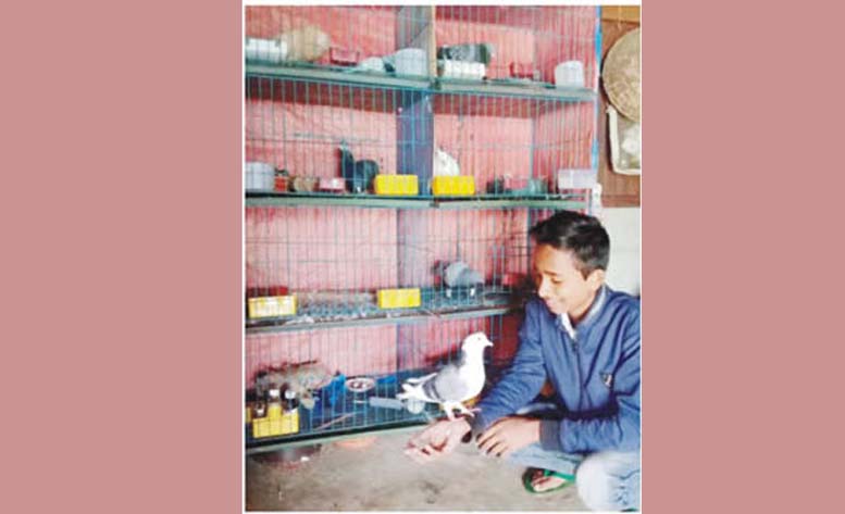 লকডাউনে কবুতর প্রেম লকডাউনে কবুতর প্রেম