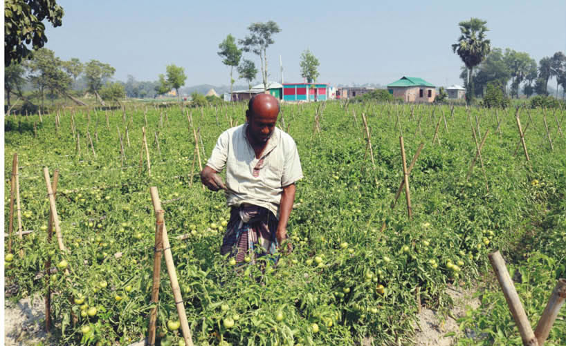 টমেটো চাষে সফল শাহজাহান মিয়া টমেটো চাষে সফল শাহজাহান মিয়া