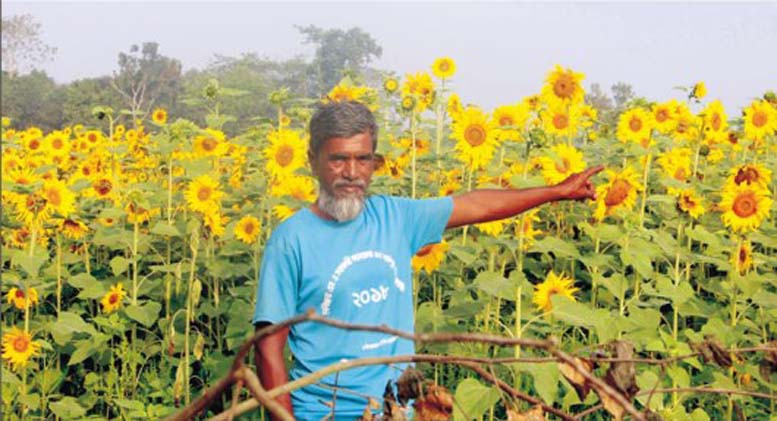 সবুজের বুকে হলুদ হাসি 