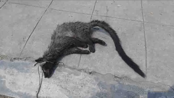 দোকানে ঢুকে প্রাণ গেল গন্ধগোকুলের