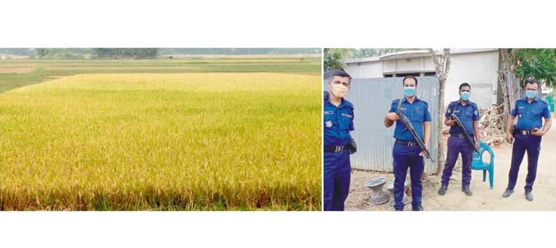 গ্রেফতার আতঙ্কে পুরুষ শূন্য গ্রাম, পাকা ধান পড়ে আছে মাঠে গ্রেফতার আতঙ্কে পুরুষ শূন্য গ্রাম, পাকা ধান পড়ে আছে মাঠে