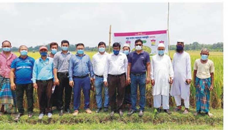লাকসামে ব্র্যাক সিডের শক্তি ২ হাইব্রিড ধানের বাম্পার ফলন