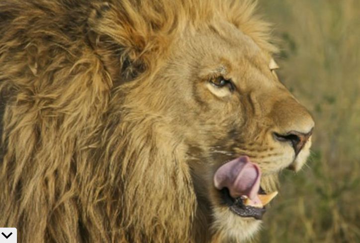 ভারতে এবার সিংহের শরীরে করোনার থাবা! 