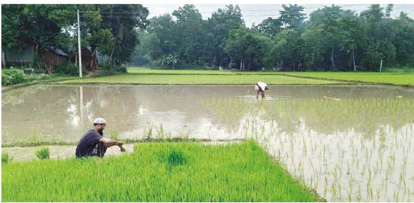 ব্রাহ্মণপাড়ায় আউশ ধান রোপণে ব্যস্ত কৃষকরা