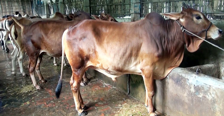 কুমিল্লায় কোরবানির পশু বিক্রি হচ্ছে খামারে ও অনলাইনে কুমিল্লায় কোরবানির পশু বিক্রি হচ্ছে খামারে ও অনলাইনে