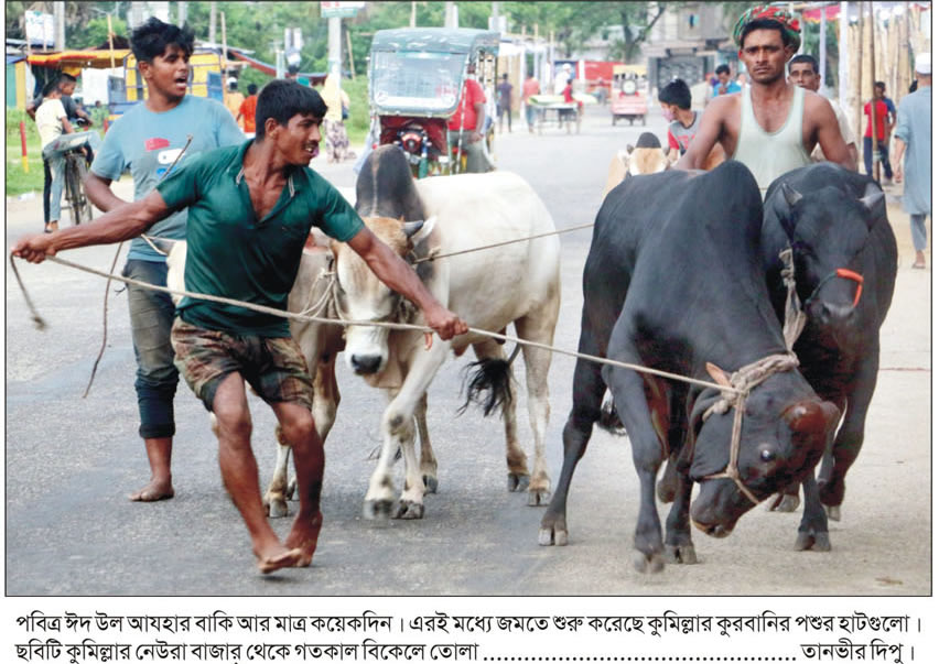 কুমিল্লায় জমে উঠছে কুরবানির পশুর হাট