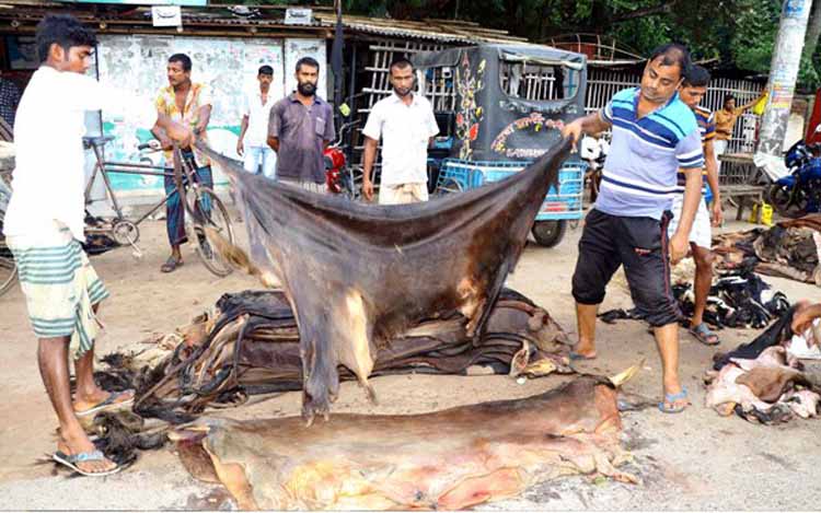 লাখ টাকার গরুর চামড়া আড়াই শ’! 