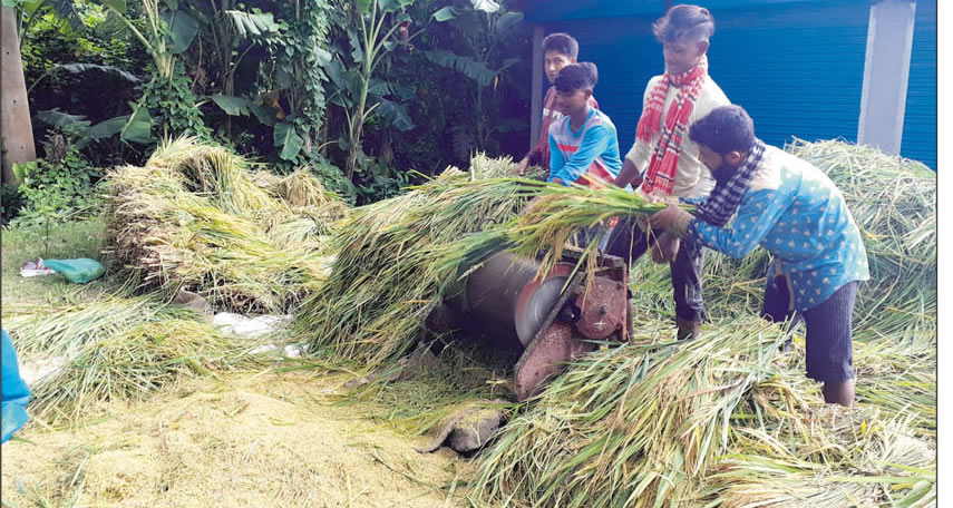 কুমিল্লায় বিনা ধানের দ্বিগুণ ফলন