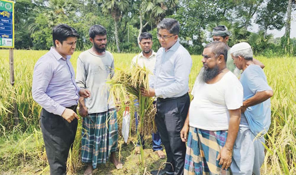   দেবিদ্বারে ব্রি-১০২ ধানের পরীক্ষামূলক  চাষে সাফল্য মিলেছে