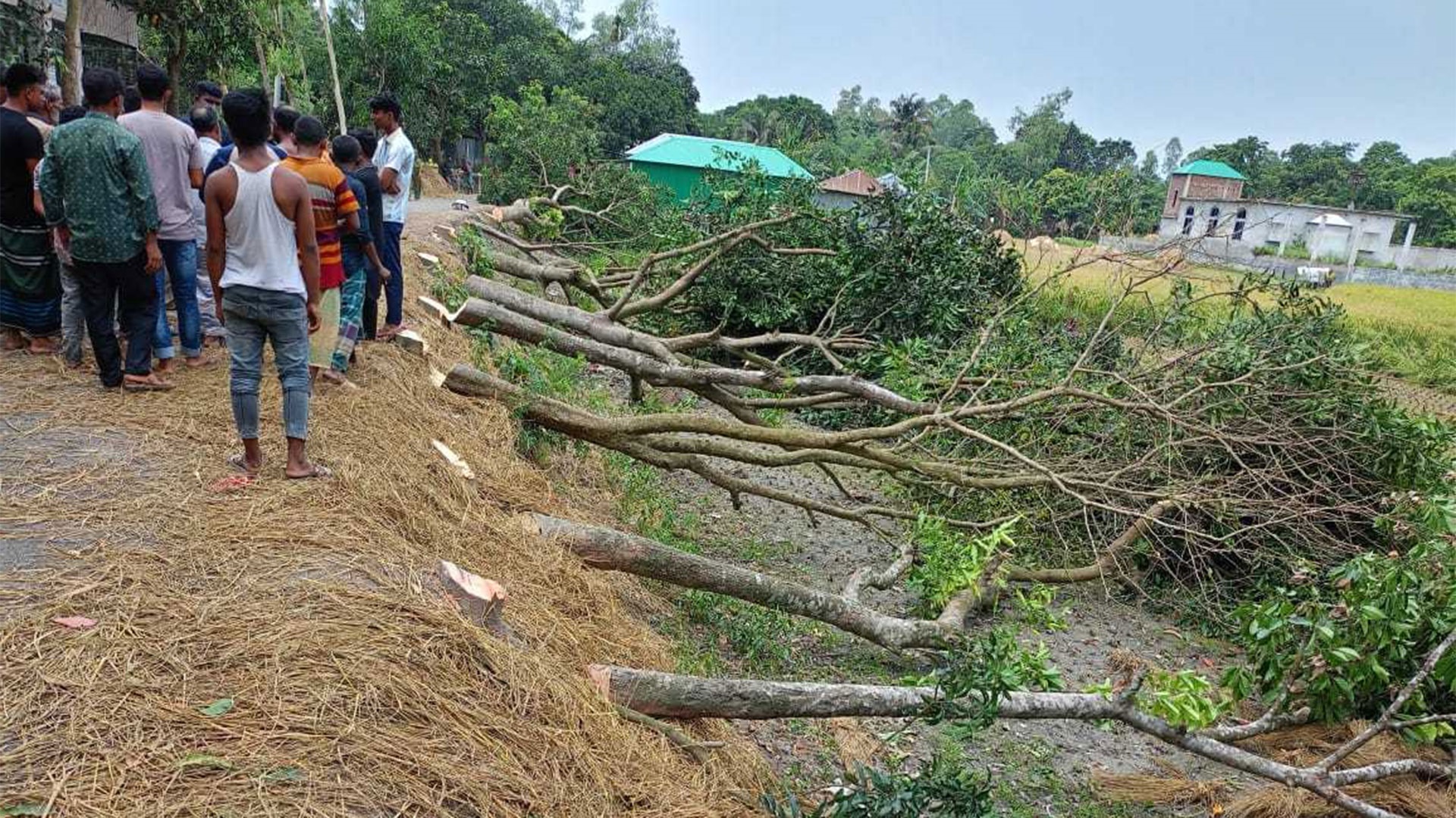 সরকারি গাছ কেটে সমালোচিত সেই বিএনপি নেতা গ্রেফতার