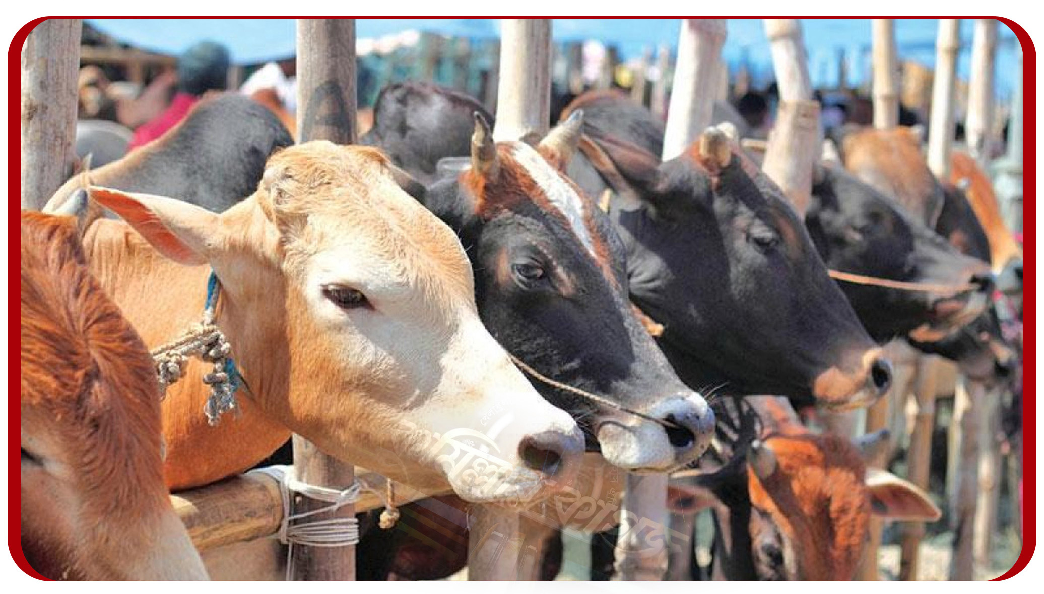 কোরবানির চাহিদার চেয়ে অতিরিক্ত ২২ লাখ ৭৭ হাজার পশু প্রস্তুত রয়েছে