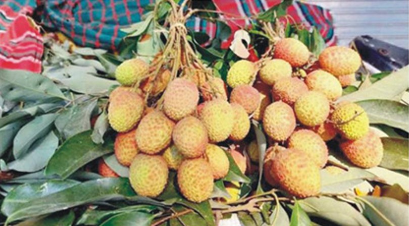  বাজারে অপরিপক্ব লিচু, মারাত্মক স্বাস্থ্যঝুঁকি