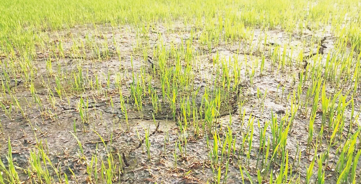 খরতাপে পানিশূন্য আউশের বীজতলা