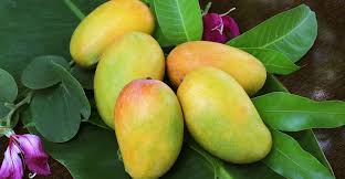 আম খেতে না দেওয়ায় তিন ভাবিকে ছুরিকাঘাত করেন দেবর