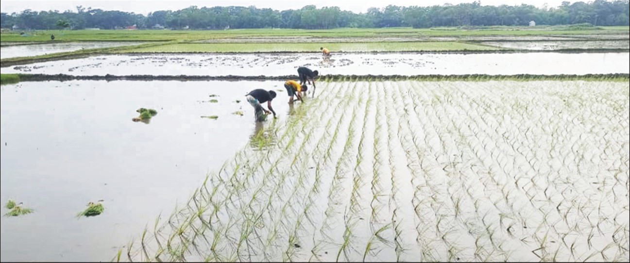  আউশ চাষে ব্যস্ত কৃষক ব্রাহ্মণপাড়া