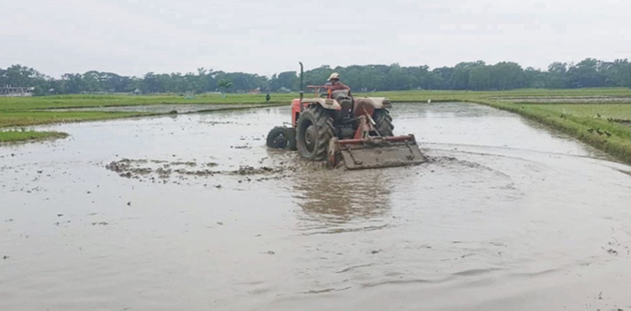  আউশ চাষে ব্যস্ত কৃষক ব্রাহ্মণপাড়া