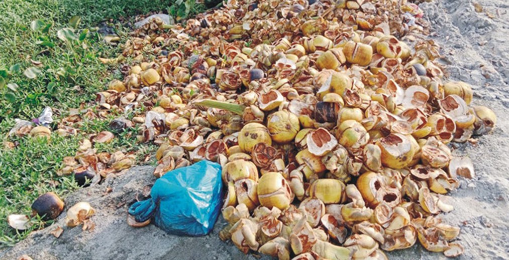   যত্রতত্র তালের খোসা, ডেঙ্গু বিস্তারের শঙ্কা   