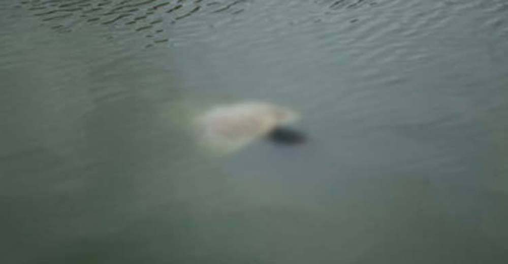  নানার বাড়িতে বেড়াতে এসে পুকুরে ডুবে শিশুর মৃত্যু