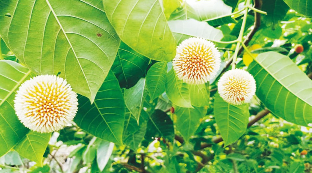  কুমিল্লার প্রকৃতিতে সেজেছে বর্ষাদূত কদম ফুল 