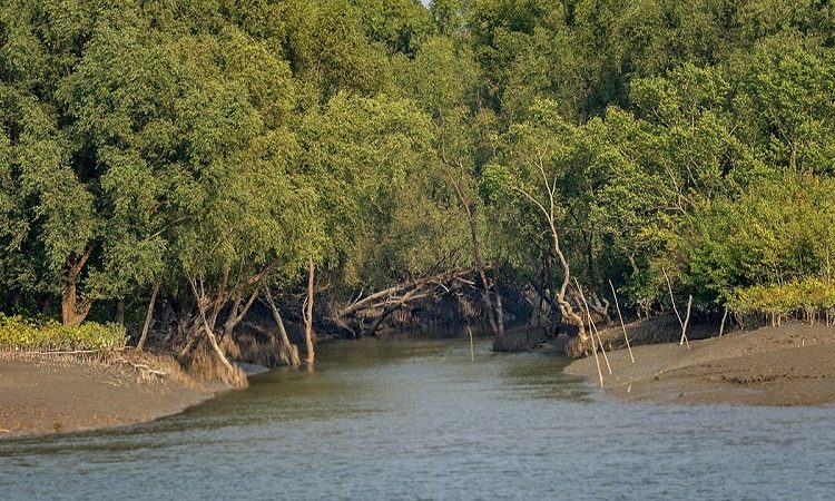ভারতে পালানোর সময় ১১ বাংলাদেশিকে সুন্দরবনে রেখে পালিয়েছে দালাল