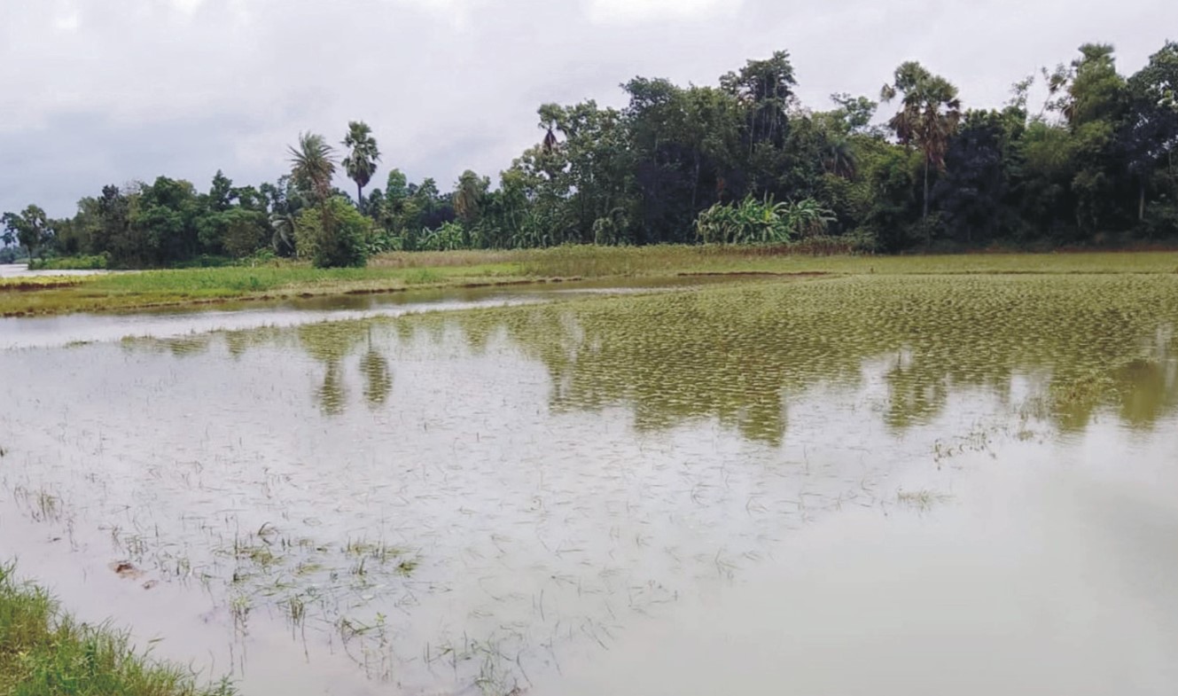 প্রণোদনা পাচ্ছেন ৩০ হাজার কৃষক 