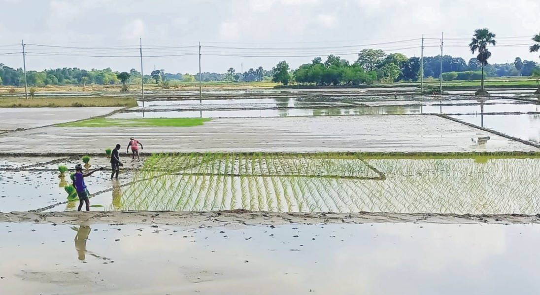   ঘুরে দাঁড়ানোর চেষ্টায় কুমিল্লার কৃষক