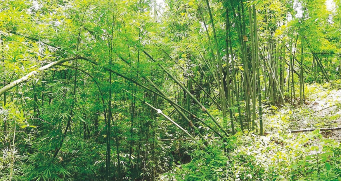  কুমিল্লার লালমাই পাহাড়ের বাঁশে সাবলম্বী হাজারো পরিবার 