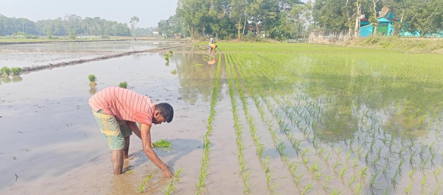  ব্রাহ্মণপাড়ায় বোরো চাষে ব্যস্ত সময় পার করছে কৃষক 