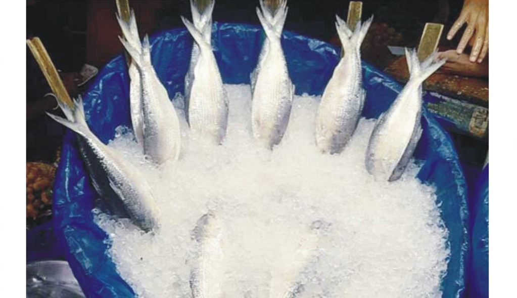   ইলিশের দাম কমলেও মিলছে না ক্রেতা