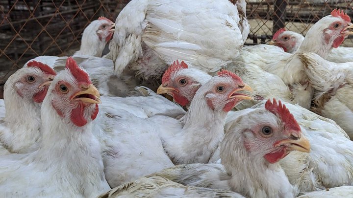 ফার্মের মুরগিতে ‘ই আল্বার্টি’ ব্যাকটেরিয়া: আতঙ্কিত না হয়ে সচেতন হওয়ার পরামর্শ