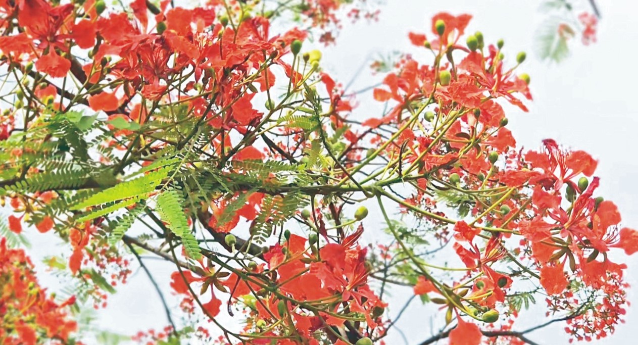   কৃষ্ণচূড়ার লালেছেয়ে গেছেকুমিল্লার পথঘাট