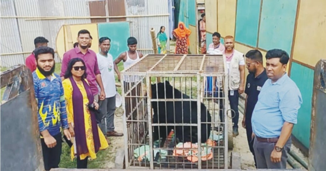  কুমিল্লায় সার্কাস থেকে কালো ভাল্লুক  ও বানর উদ্ধার করেছে বন বিভাগ 
