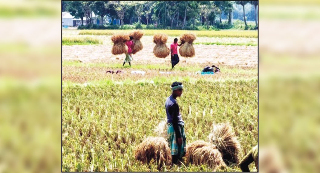 কুমিল্লায় রোবো উৎপাদনে ছাড়িয়ে যাবে লক্ষ্যমাত্রা 
