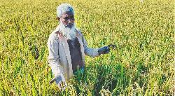 ‘ফলস স্মাটে’ কৃষকের সর্বনাশ