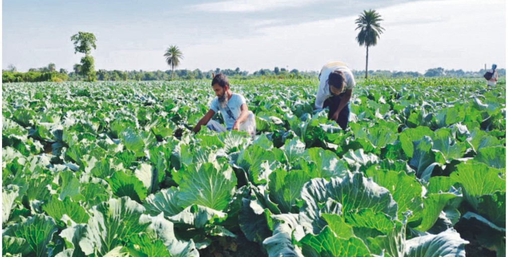  ব্রাহ্মণপাড়ায় সবজিরবাম্পার ফলন