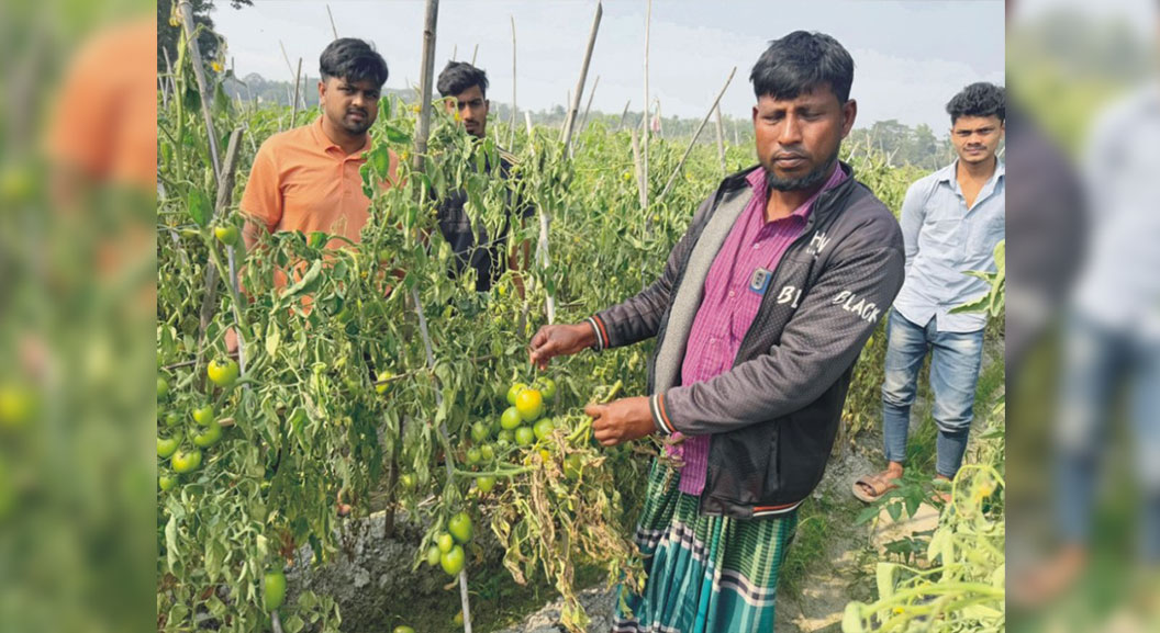 চান্দিনায় কিশোরের হাতে ধ্বংস  এক বিঘা জমির টমেটো গাছ 