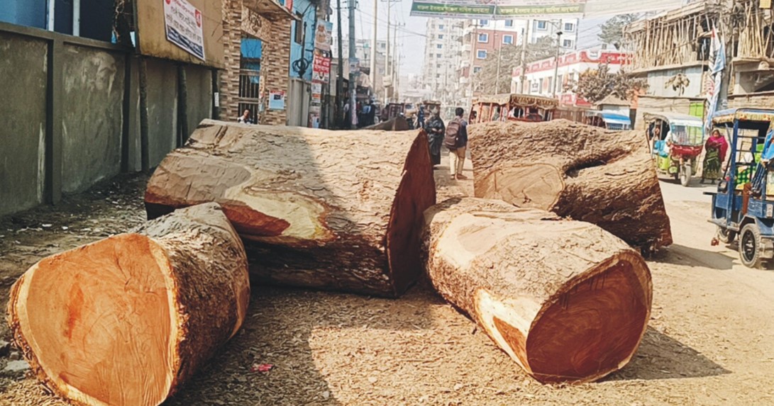  কুমিল্লায় শতবর্ষীসহ অর্ধশতাধিক গাছ কাটার বিষয়ে জানে না সরকারের কোন দপ্তর!