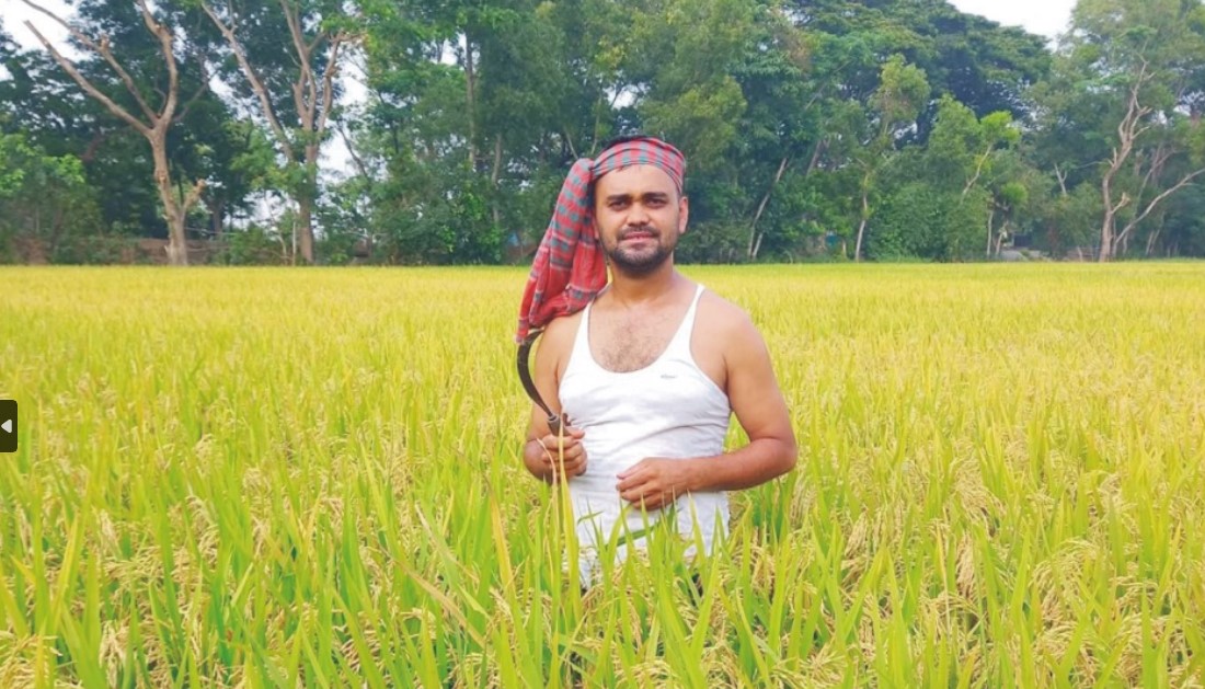    ব্রাহ্মণপাড়া মাঠে পাকা  ধানের সুবাস,  লক্ষ্যমাত্রা ছাড়িয়েছে উৎপাদন