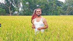    ব্রাহ্মণপাড়া মাঠে পাকা  ধানের সুবাস,  লক্ষ্যমাত্রা ছাড়িয়েছে উৎপাদন