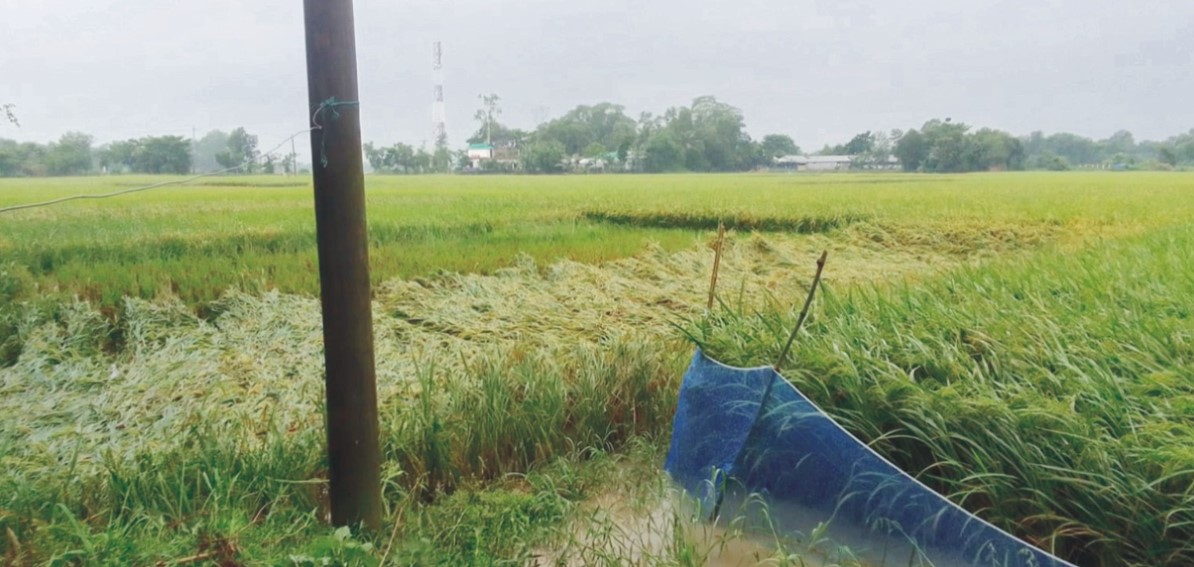 কাল বৈশাখী ঝড়-বৃষ্টিতে কৃষকের মাথায় হাত