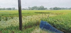 কাল বৈশাখী ঝড়-বৃষ্টিতে কৃষকের মাথায় হাত