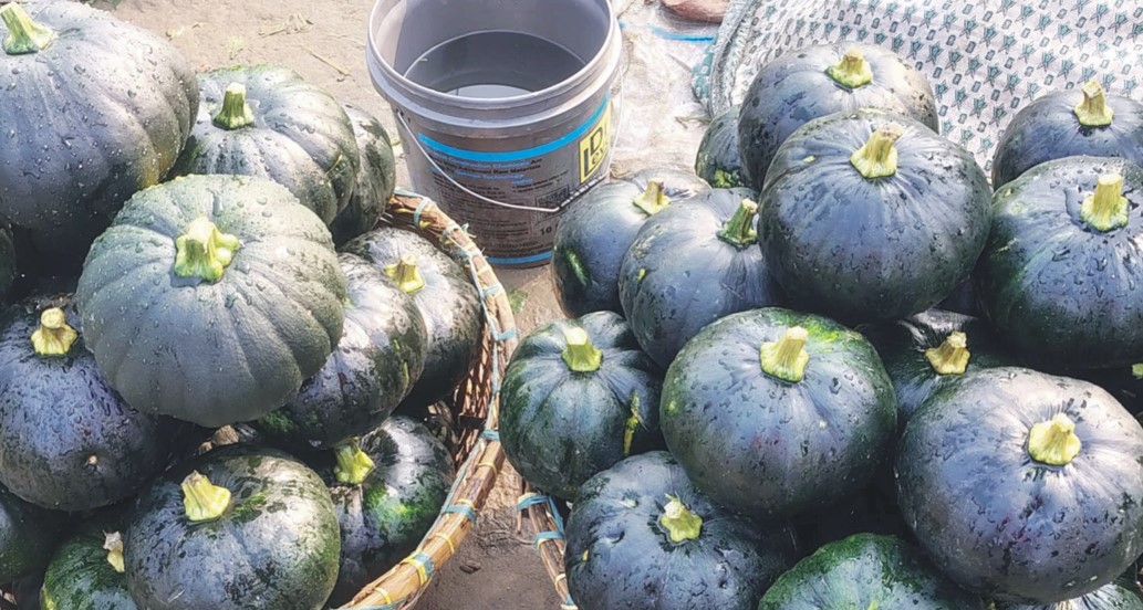  কুমিল্লায় আলুর ‘সাথী ফসল’ মিষ্টি কুমড়া লাভবান কৃষক