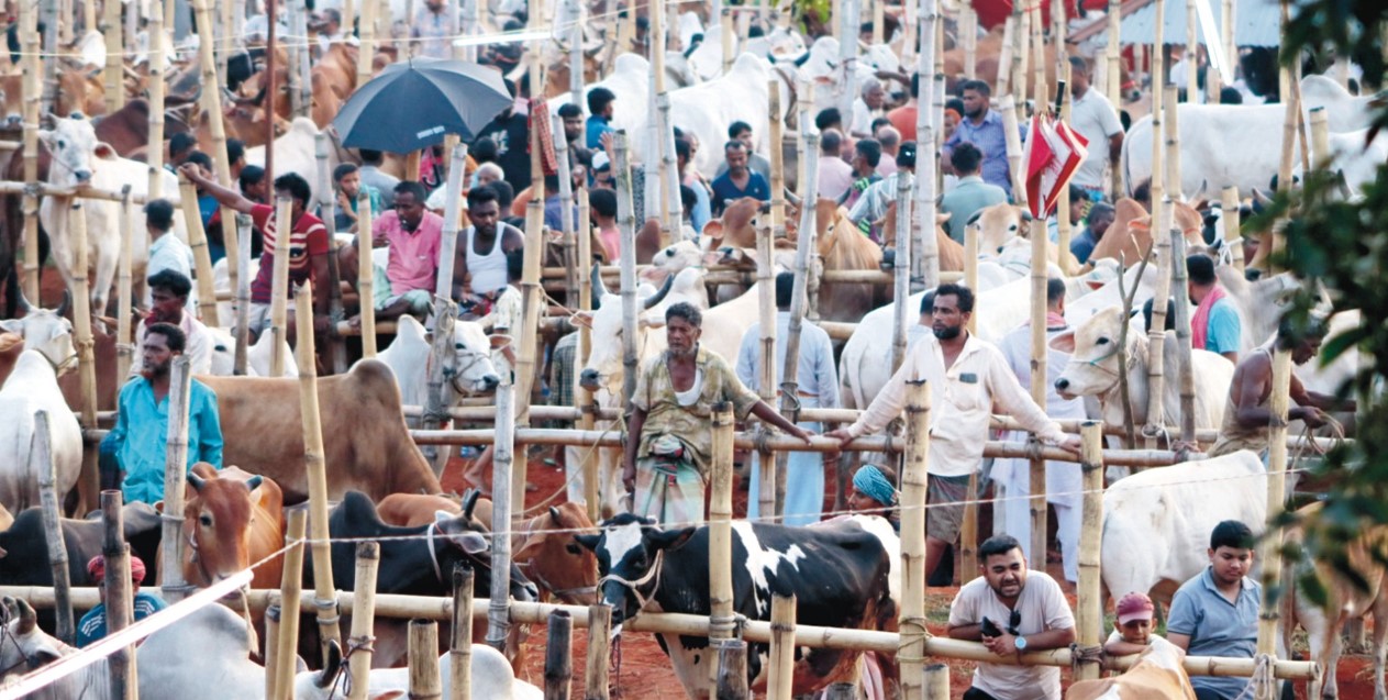  কুমিল্লায় কোথায় কখন বসছে কোরবানির পশুর হাট