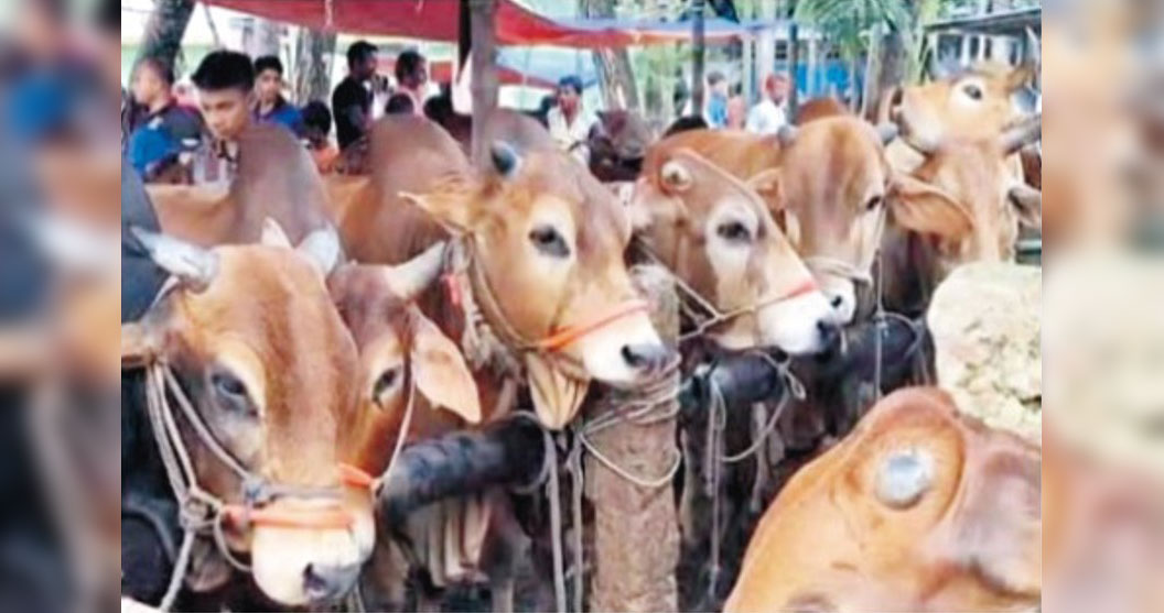 কুমিল্লায় জমতে শুরু করেছে পশুর হাট 