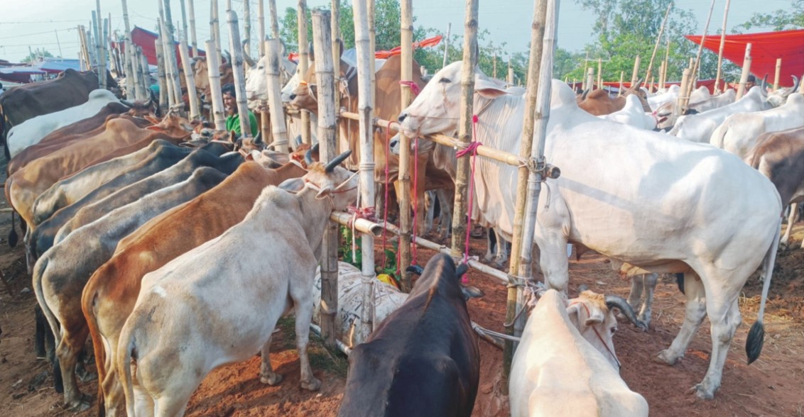  বড় আকারের গরু নিয়ে  দুশ্চিন্তায় খামারিরা ক্রেতারা ঝোঁকছেন ছোট-মাঝারিতে
