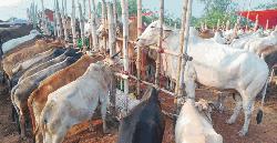 বড় আকারের গরু নিয়ে  দুশ্চিন্তায় খামারিরা ক্রেতারা ঝোঁকছেন ছোট-মাঝারিতে