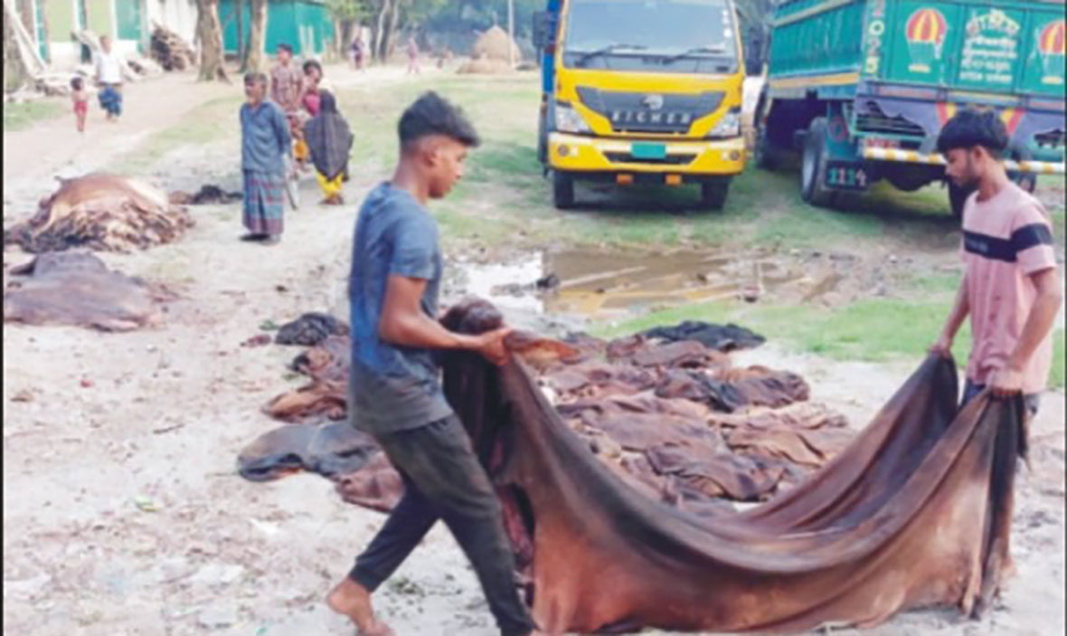   কুমিল্লায় চামড়া কিনে এবারো বিপাকে মৌসুমী ব্যবসায়ীরা  
