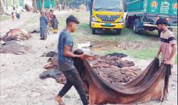   কুমিল্লায় চামড়া কিনে এবারো বিপাকে মৌসুমী ব্যবসায়ীরা  